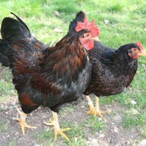 Barnevelder
