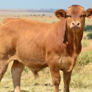 Beefmaster Cattle