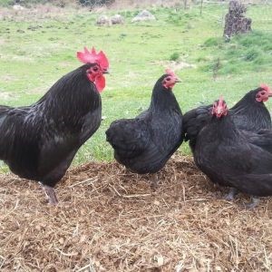 Black Australorps