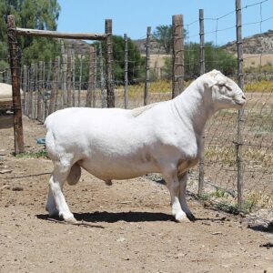 White Head Dorper Sheep