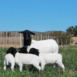 Black Head Dorper Sheep