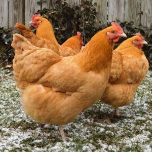 Buff Orpington