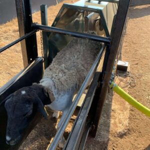 Sheep Clamp and Ramp COMBO