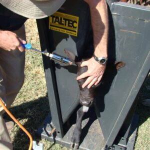 Calf neck clamp