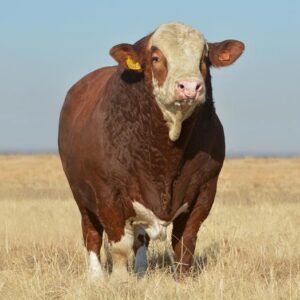 Simmentaler Cattle