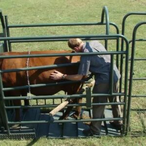 Vet clamp (Cattle)