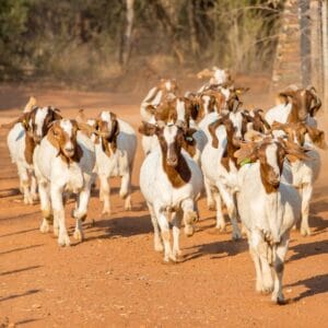 Full Blood Boer Goat