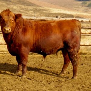 Angus Beef