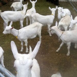 Full Blood Saanen Milk Goats