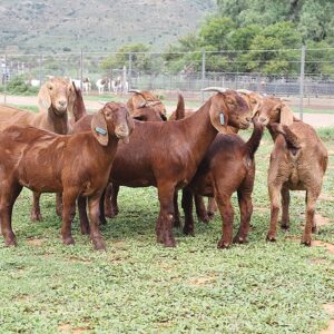 Kalahari Red Goats Ewes
