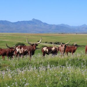 Ankole Cattle