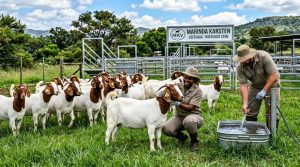MARINDA BOER GOATS PHOTO 6