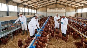 MARINDA CHICKEN PHOTOS 2