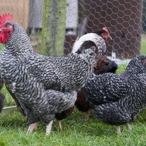 Marans