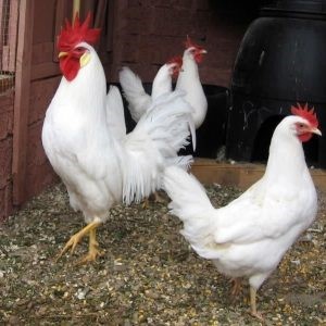 White Leghorn