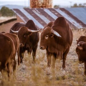 Afrikaner Cattle