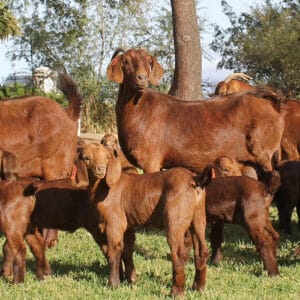 Kalahari Red Goats Rams